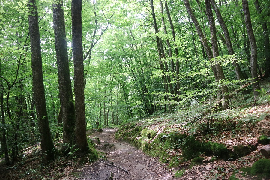 walking forest path