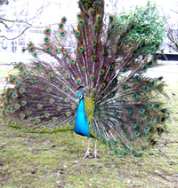 peacock at Annecy